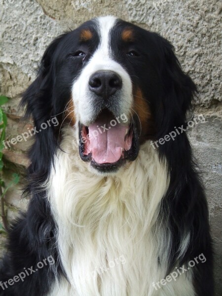 Dog Bernese Mountain Black And White Great