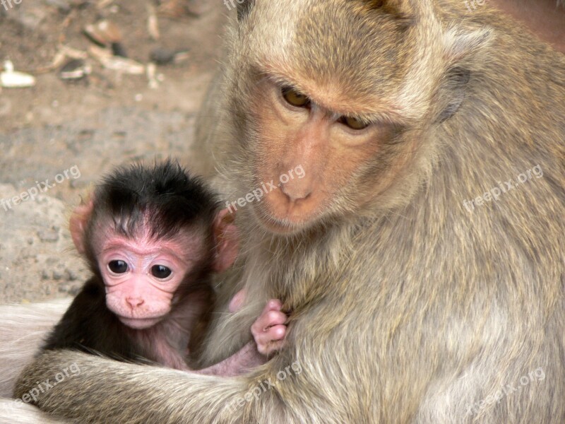 Thailand Lampang Monkey Maternity Guenon