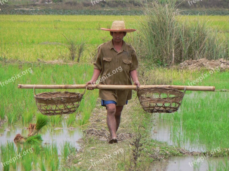 Thailand Agricultural Culture Rice Field