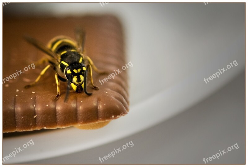 Wasp Cookie Summer Terrace Free Photos