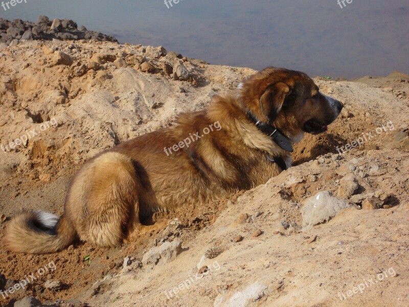 Dog Sand Pets Wait Free Photos