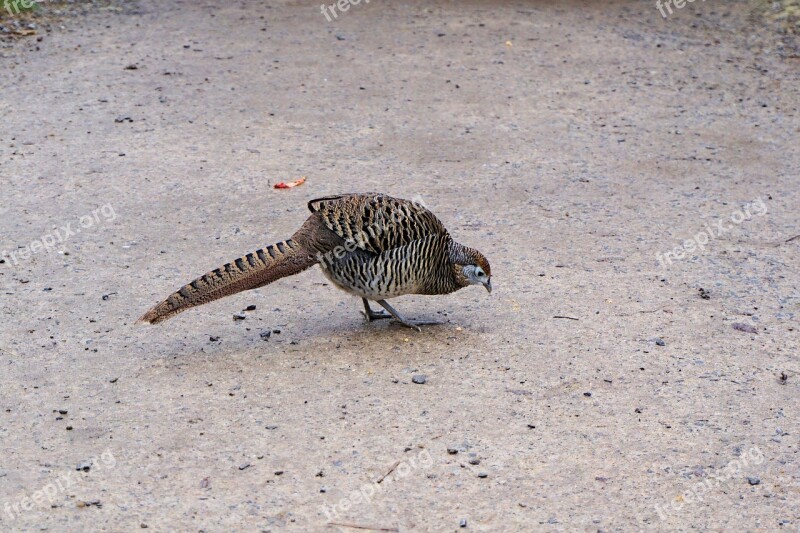 Pheasant Goldfasan Female Bird Galliformes