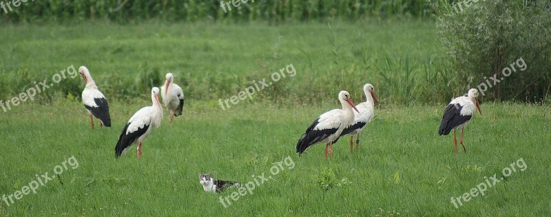 Storks Cat Polder Free Photos