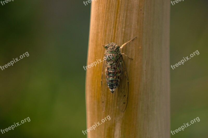 Cicada Insect Summer Free Photos