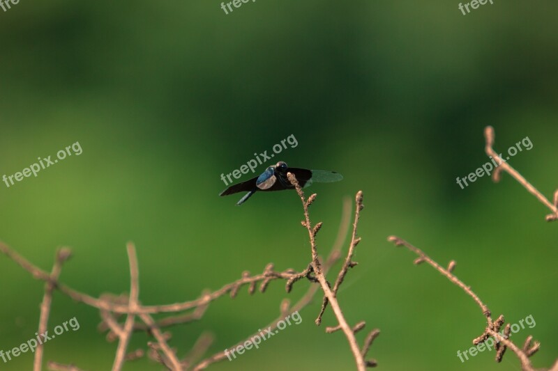 Blue Dragonfly Insect Dragonfly Free Photos