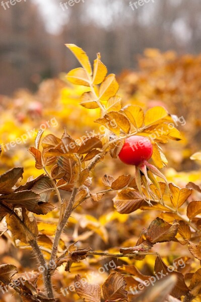 Rose Hips Autumn Yellow Leaf Frozen