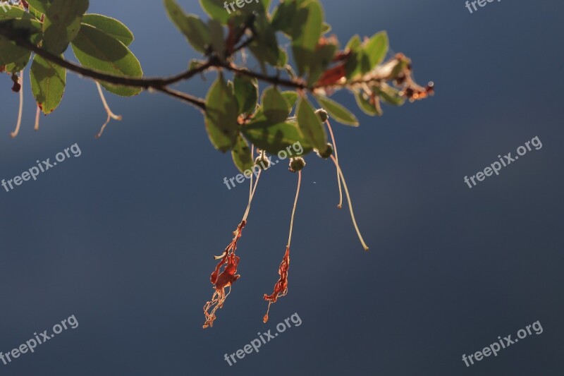 Coral Bells Flower Flowering Red Bell