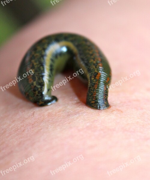 Leech Leech Therapy Medicinal Leech Free Photos