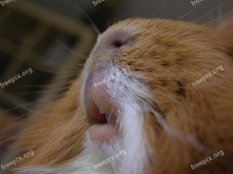 Guinea Pig Close Up Cavy Teeth Cute Nose