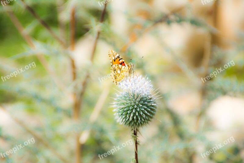 Butterfly Green Nature Awesome Free Photos