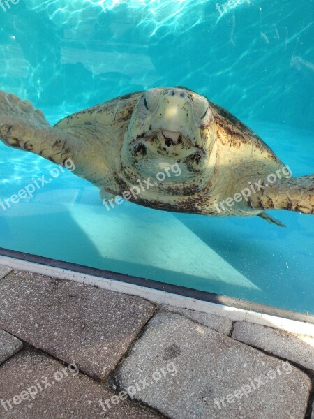 Turtles Water Pool Animal Sea