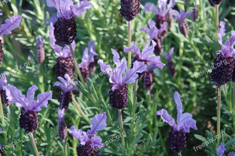 Lavender Plant Purple Flower Nature