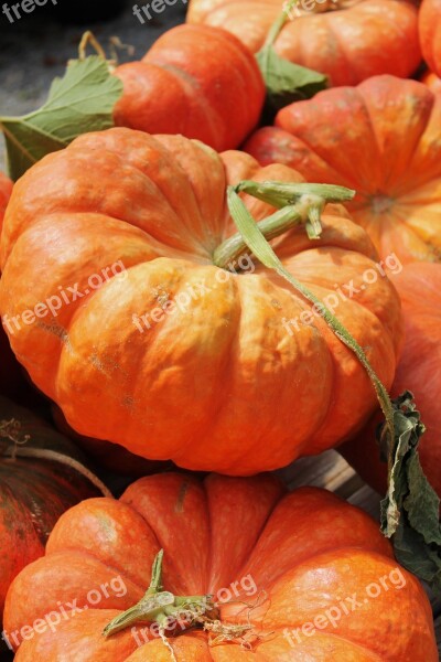 Pumpkin Pumpkin Pie Thanksgiving Autumn Garden