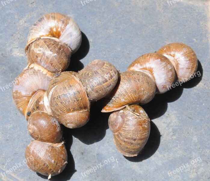 Garden Snails Aestivation Helix Nature