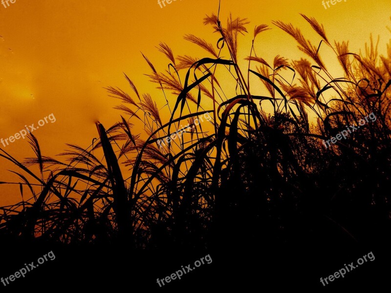 Grasses Backlighting Mood Blades Of Grass Sunset