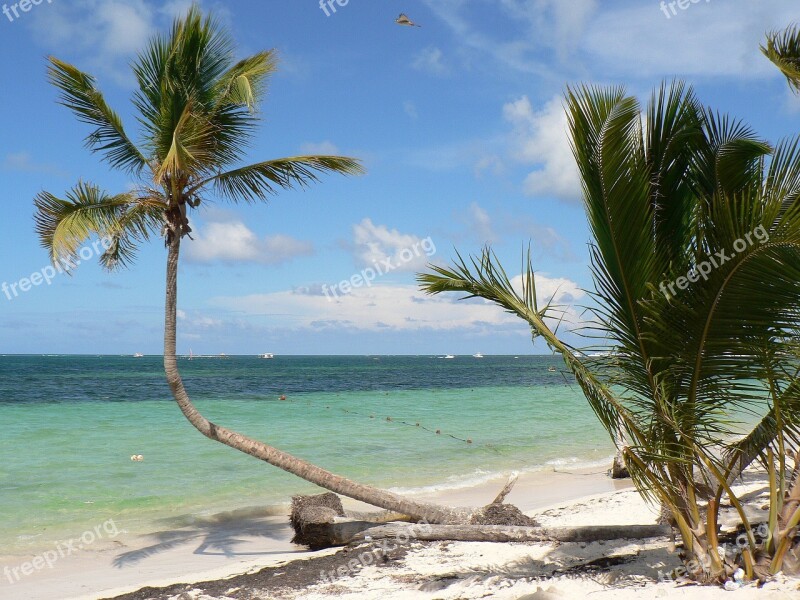 Dominican Republic Punta Cana Beach Coconut Sea