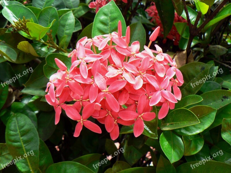 Exotic Flower Ixora Pink Tropical Flowers Botany