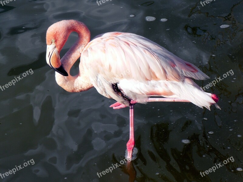 Pink Flamingo Wader Bird Exotic Ornithology