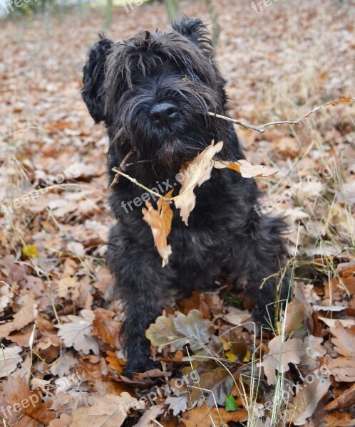 Dog Schnauzer Autumn Foliage Black Dog