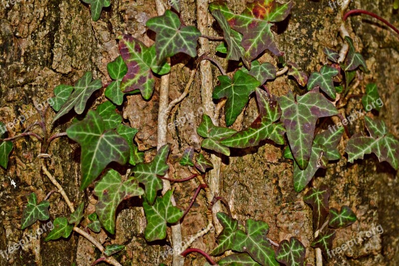 Ivy Creeper Tree Bark Nature