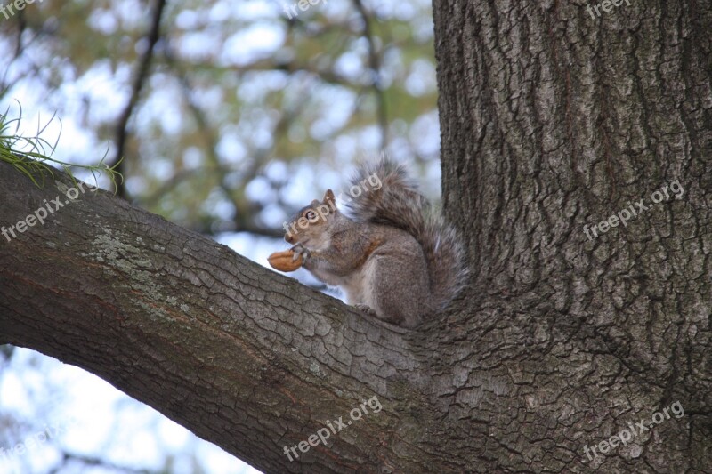 Animals Tree Squirrel Central Park Free Photos