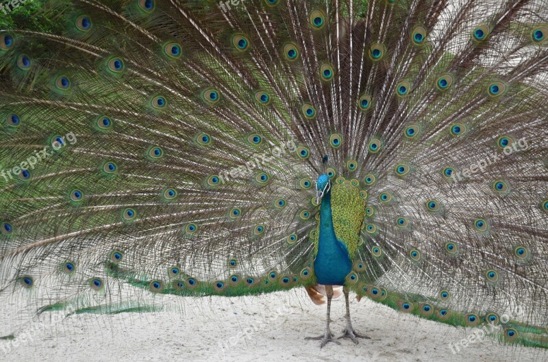 Peacock New Peacocks The Male Peacock Feather