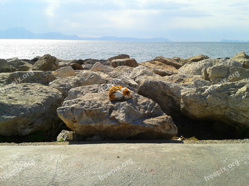 Naples Cat Rocks Sea Water