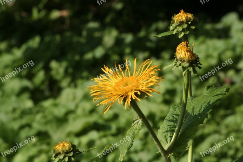 Yellow Flower Dandelion Blossom Bloom