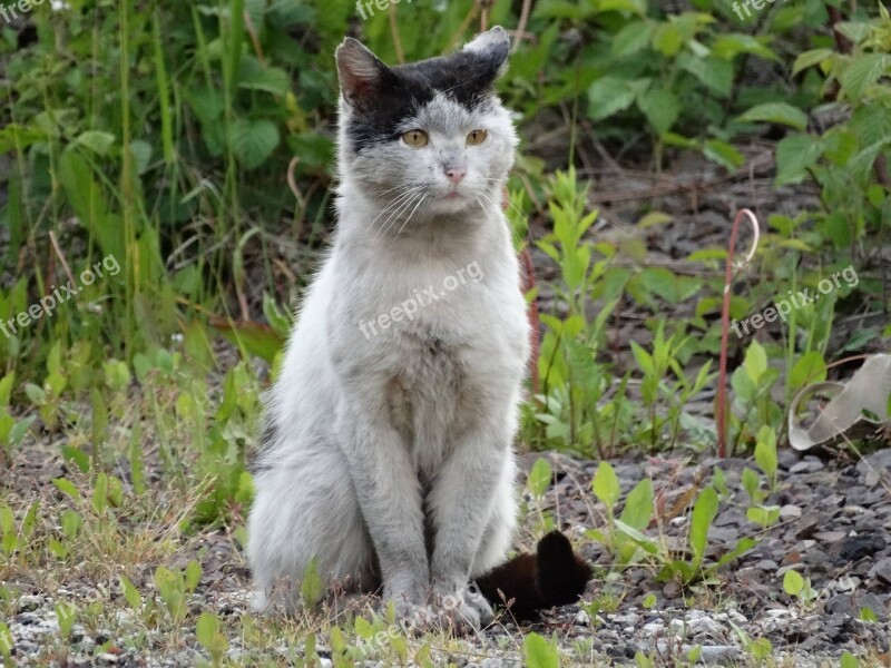 Cat Animals Kitten Look Domestic Cat