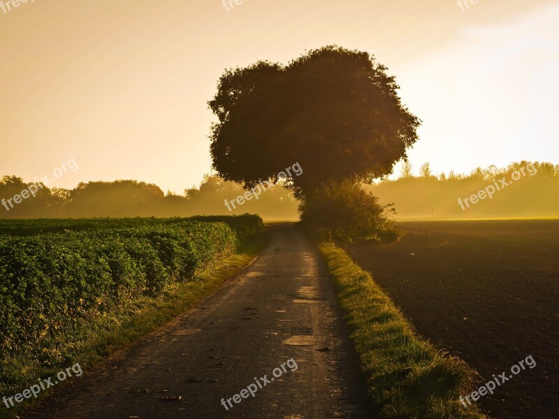 Nature Landscape Landscapes Forest Sunset