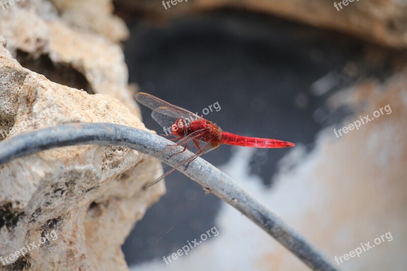 Mayfly Insect Day Flies Free Photos