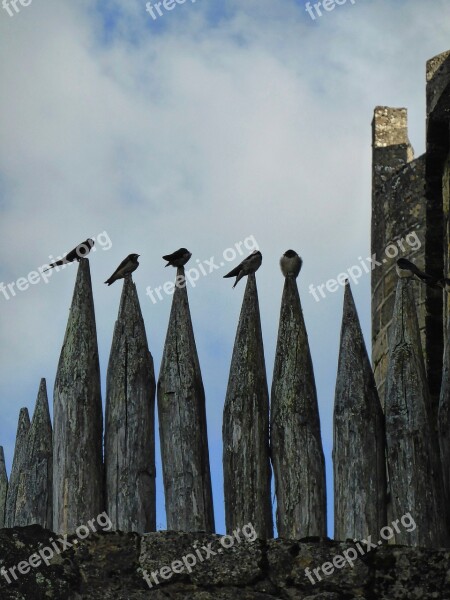 Birds Resting Pinnacle Finches Regular