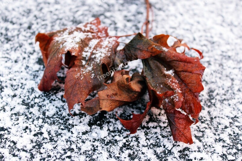 Snow Leaf Foliage Leaf Winter Cold