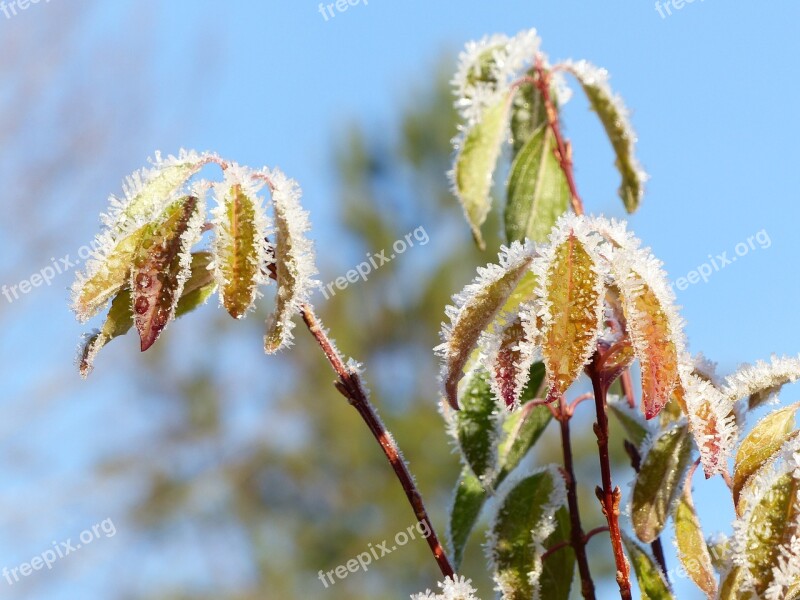 Leaf Frost Crystals Sky Colors