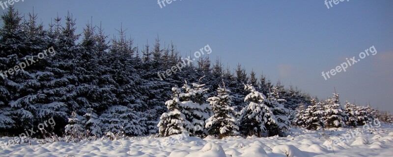 Winter Tree Landscape Coniferous White