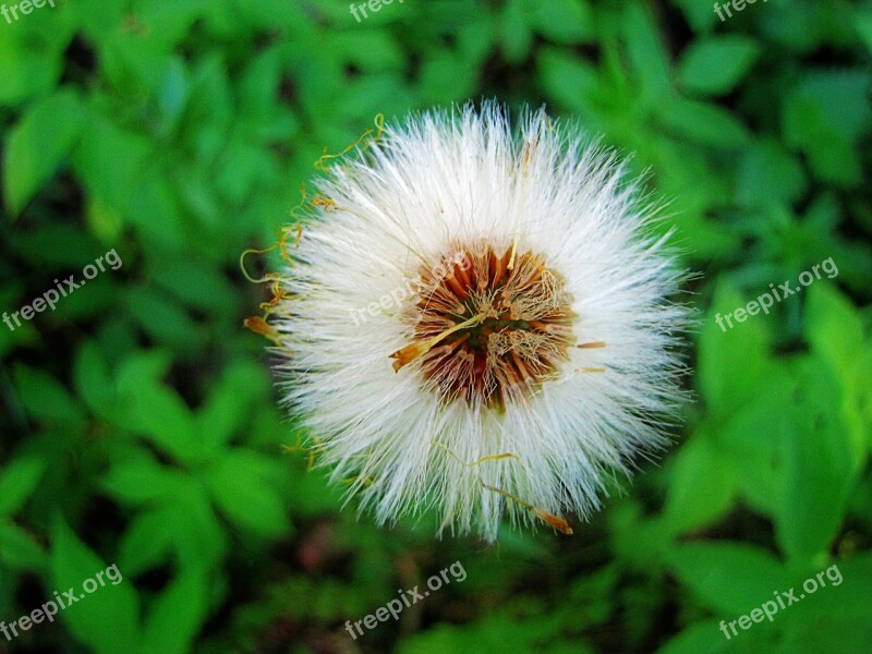 Plant Flower Nature Summer Wild Plant