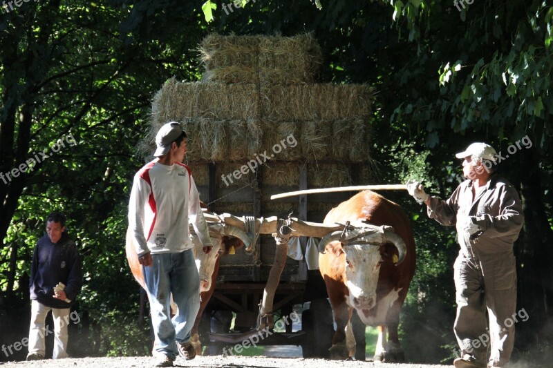 Chile Chilean South Farmer Agriculture