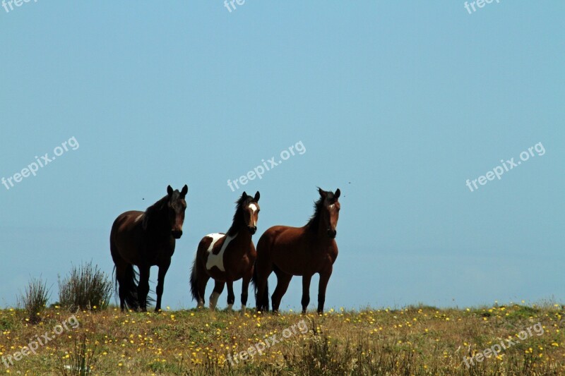 Chile Chiloé South America Wild Horses