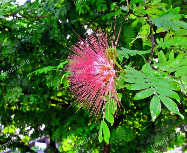 Pink Flower Bush Mimosa Flower Albizia Julibrissin Persian Silk Tree