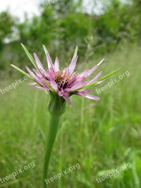 Flower Violet Rosa Beard Beak