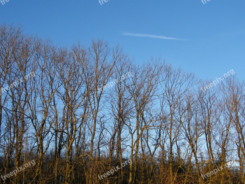 Trees Heaven Autumn Treetops High