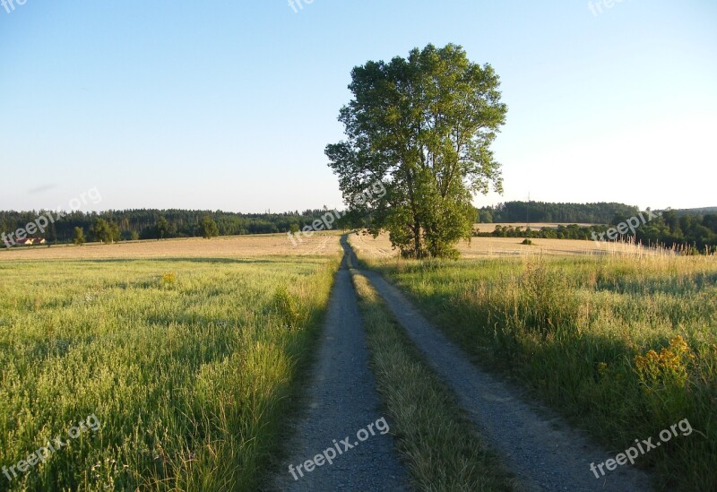 Path Field Tree Peace Heaven