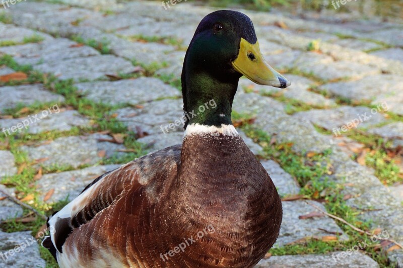 Duck Drake Water Poultry Bird