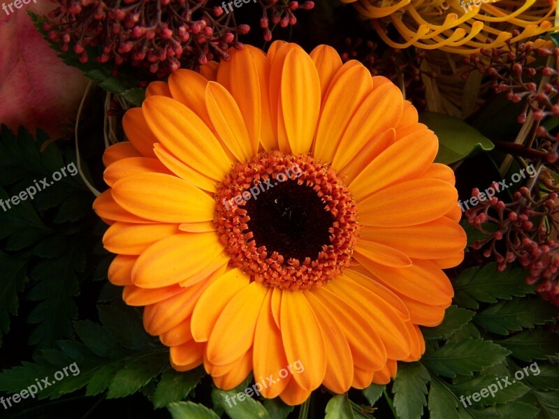 Gerbera Orange Flower Cut Flower Free Photos