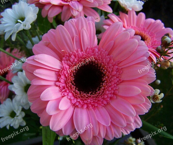 Gerbera Pink Flower Cut Flower Free Photos