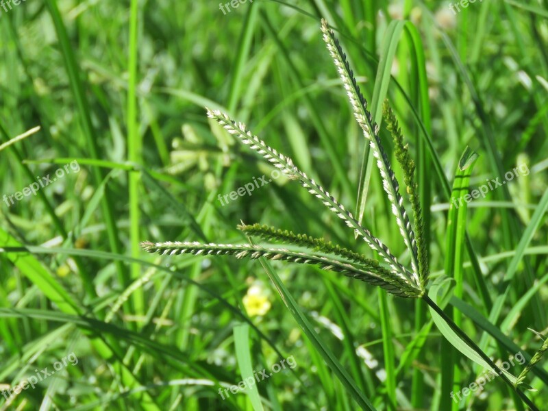 Green Grass Nature Summer Field