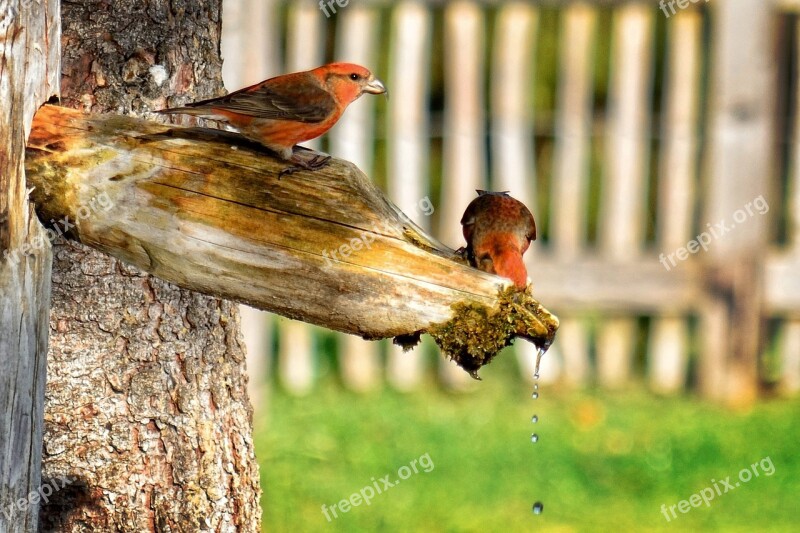 Crossbills Loxia Finch Bird Water