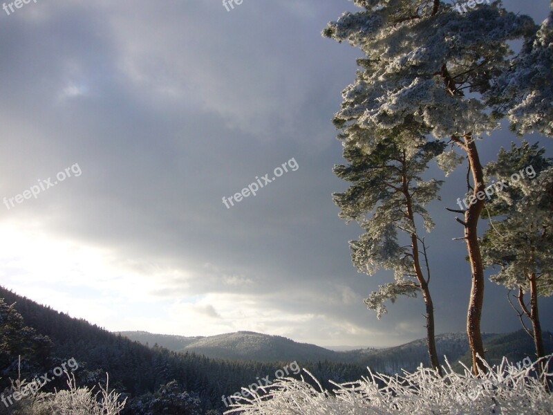 Pine View Landscape Nature Mogning