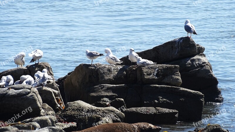 Mar Seagulls Animals Free Photos