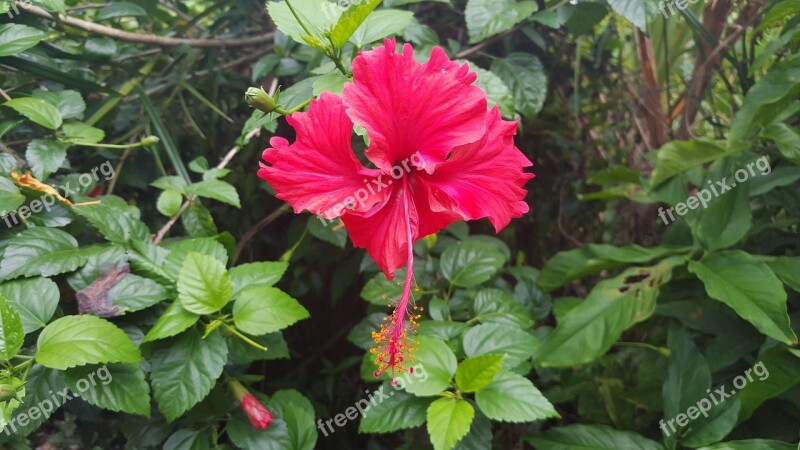 Hibiscus Flower Tropical Flowers Free Photos